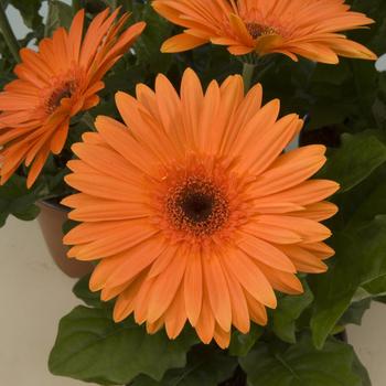 Gerbera jamesonii Gerbera jamesonii (Revolution™ Orange Dark Eye) - Gerber Daisy