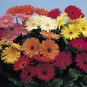Gerber Daisy - Revolution&trade; Select Mix