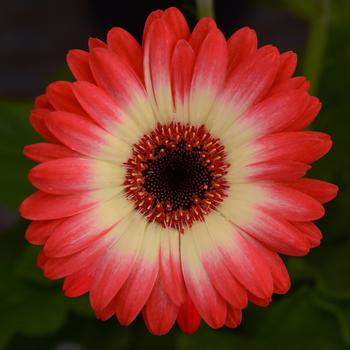Gerbera jamesonii Revolution™ Bicolor Red Lemon - Gerbera Daisy