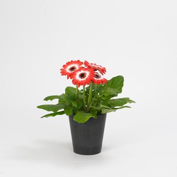 Gerbera jamesonii Revolution™ Bicolor Red White - Gerbera Daisy