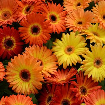 Gerbera jamesonii (Revolution™ Bicolor Yellow Orange Dark Eye) - Gerbera Daisy