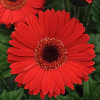 Gerbera Daisy - Revolution&trade; Bright Red Dark Eye
