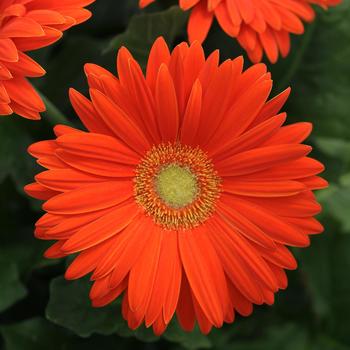 Gerbera jamesonii - African Daisy