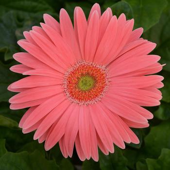 Gerbera jamesonii Revolution™ Salmon Shade Light Eye - Gerbera Daisy