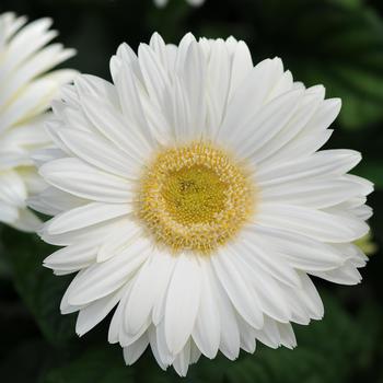 Gerbera jamesonii Revolution™ White Light Eye - Gerbera Daisy