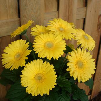 Gerbera jamesonii Revolution™ Yellow Light Eye - Gerbera Daisy