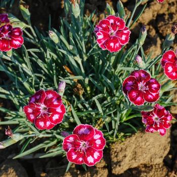 Dianthus hybrida Mountain Frost™ 'Ruby Glitter' - Border Carnation