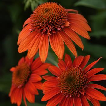 Echinacea Sombrero® 'Fiesta Orange' - Coneflower 