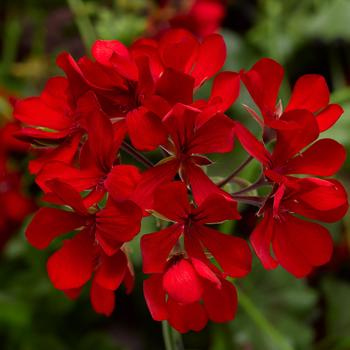 Pelargonium peltatum 'Cascade Dark Red' - Geranium, Ivy 