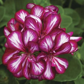 Pelargonium peltatum - Ivy League™ Burgundy Bicolor Ivy Geranium
