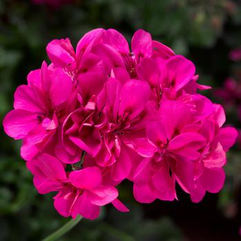Geranium, Ivy - Ivy League&trade; Deep Pink