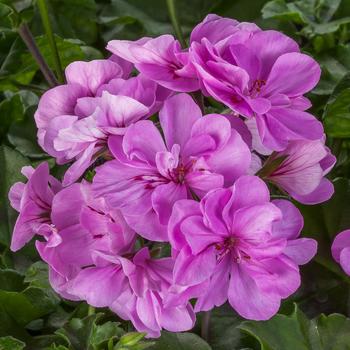 Pelargonium peltatum Ivy League™ Light Lavender - Geranium, Ivy