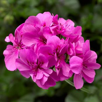 Pelargonium peltatum Ivy League™ Orchid - Geranium, Ivy