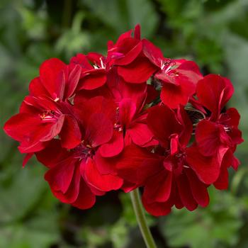 Pelargonium peltatum Ivy League™ 'Red' - Geranium, Ivy