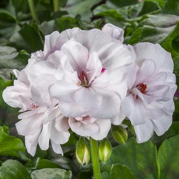 Pelargonium peltatum Ivy League™ White - Geranium, Ivy