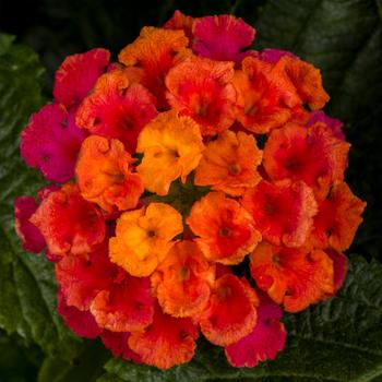 Lantana camara Bandolero™ Cherry Sunrise - Lantana