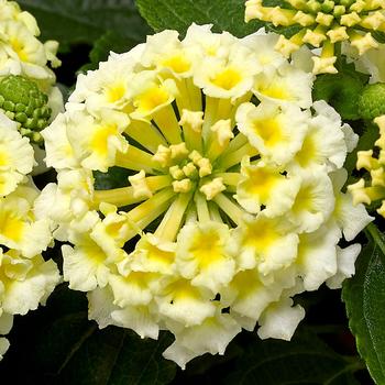 Lantana camara Bandolero™ White - Lantana