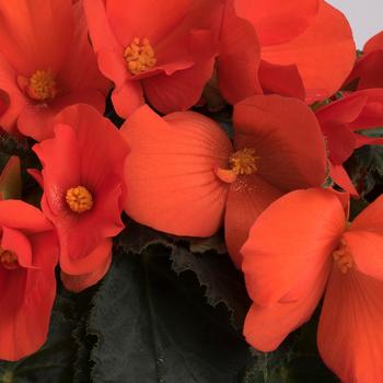 Begonia - Florencio™ 'Orange'