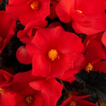 Begonia - Florencio&trade; Red