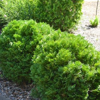 Thuja occidentalis 'Mr. Bowling Ball®' - Mr. Bowling Ball® Arborvitae