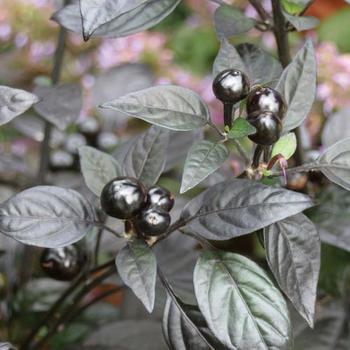 Capsicum 'Black Pearl' - Pepper, Hot