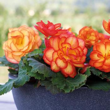 Begonia x tuberhybrida - Nonstop® Fire