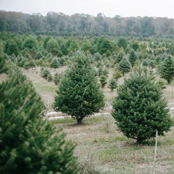 Abies balsamea - Balsam Fir