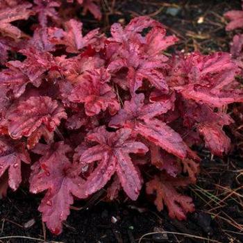 Heucherella hybrid - Fun and Games® 'Red Rover'