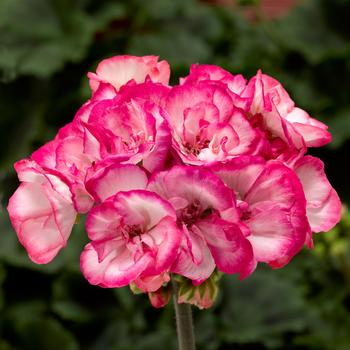 Pelargonium x hortorum Tango™ Strawberry Ice - Geranium, Zonal 