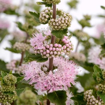 Caryopteris incana 'Pavilion Pink' - Bluebeard