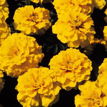 Tagetes patula 'Janie Bright Yellow' - Marigold