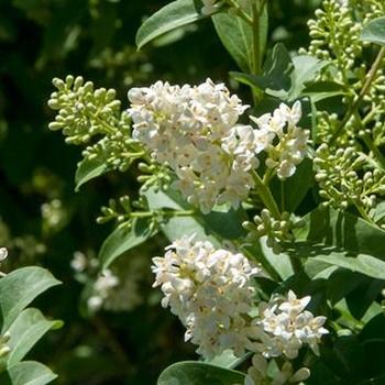 Ligustrum vulgare 'Cheyenne' (Privet) - Cheyenne Privet