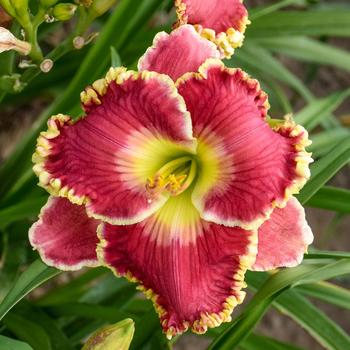 Hemerocallis hybrid - 'Born to Run' Daylily