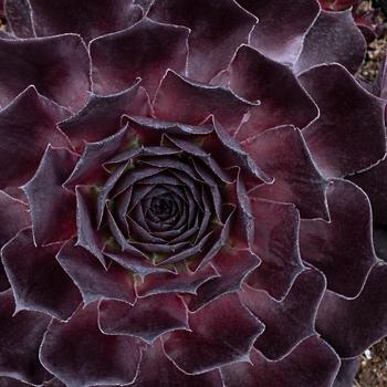 Sempervivum 'Supersemp® Onyx' - Hens and Chicks