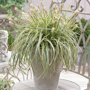 Carex oshimensis 'Feather Falls' - Sedge