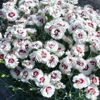 Dianthus Scent First® 'Coconut Surprise' - Border Carnation