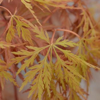 Acer palmatum var. dissectum 'Orangeola' - 'Orangeola' Japanese Maple