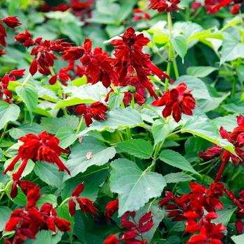 Salvia splendens Saucy™ Red - Salvia