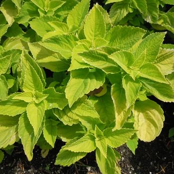 Coleus Main Street 'Chartres Street' - Coleus 