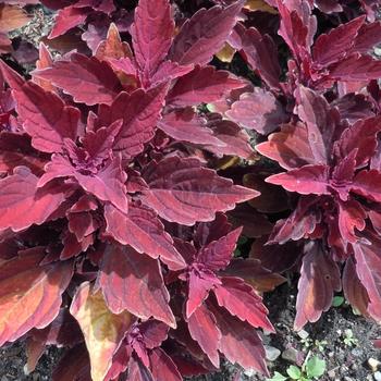 Solenostemon scutellarioides Mainstreet 'Younge Street' - Coleus