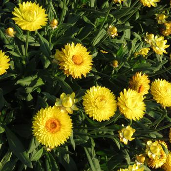 Bracteantha bracteata 'Granvia Gold' Strawflower - Bracteantha