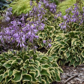 Hosta hybrid - 'Wrinkle in Time'