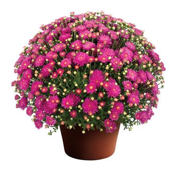 Chrysanthemum hybrid - Debbie™ Hot Pink
