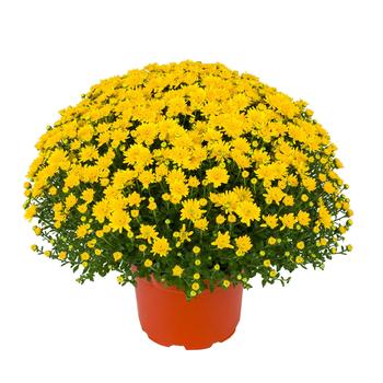 Chrysanthemum x morifolium - Beverly™ Gold