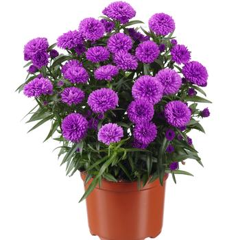 Aster novi-belgii Showmakers® Pretty Pink - Aster 