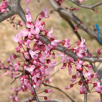 Cercis canadensis 'Ruby Falls' PP22097 (Weeping Redbud) - Ruby Falls Weeping Redbud