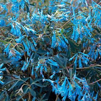 Corydalis flexuosa 'Porcelain Blue' - Fumitory