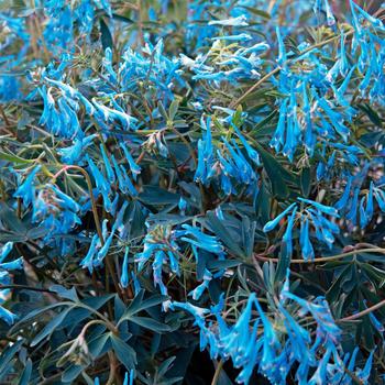 Corydalis flexuosa Hillier™ 'Porcelain Blue' - Fumitory