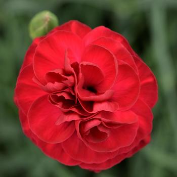 Dianthus Scent First® 'Passion' - Border Carnation