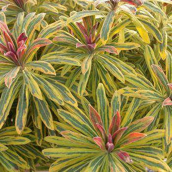 Euphorbia x martinii Sahara™ 'Ascot Rainbow' - Cushion Spurge